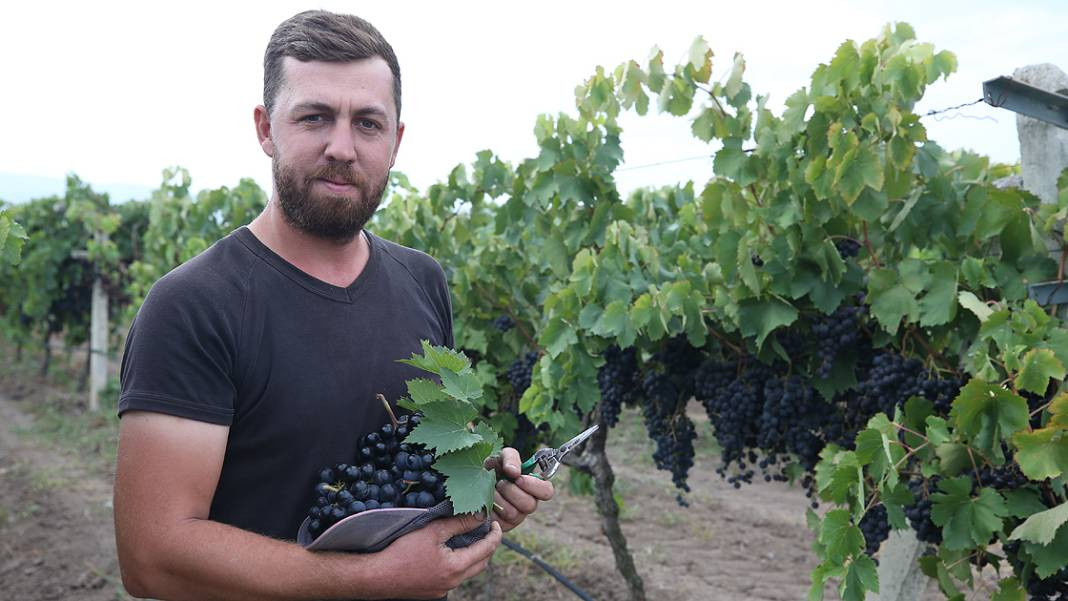 Ata Sarısı'nı don, yağış ve hastalık vurdu. İlk hasatta kilosu 35 liraydı, son hasatta 15 TL'ye düştü - Resim: 4